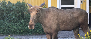 INSÄNDARE: Hjälp den stackars älgen på Söder!