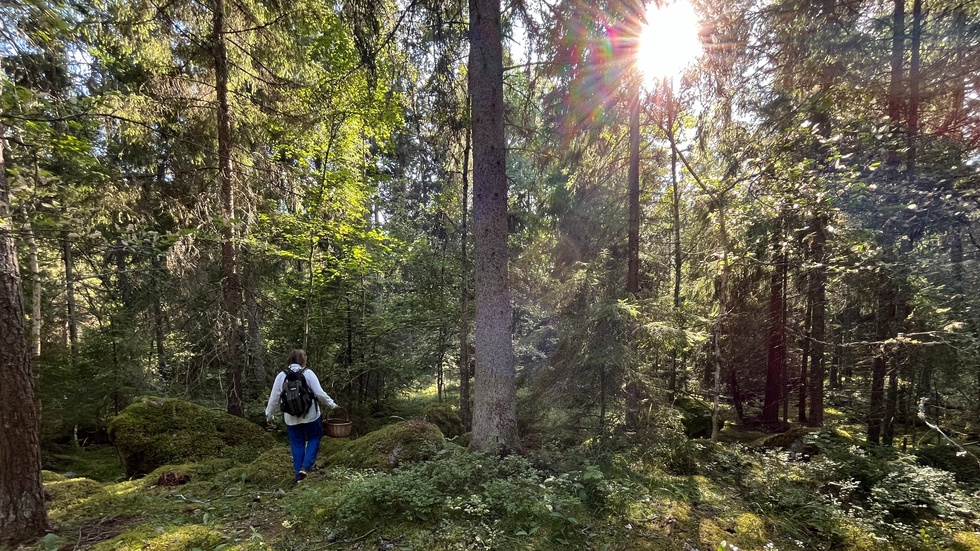 Pendlandet mellan regn och sol har kickstartat kantarellsäsongen. Det finns gott om skogens guld att hitta i de uppländska skogarna.