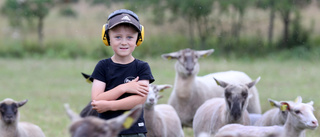 Tore, 6 år, är öns yngsta lammbonde – nu börjar han ettan