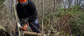 Påståenden om att vi börjat avverka skogen är felaktiga