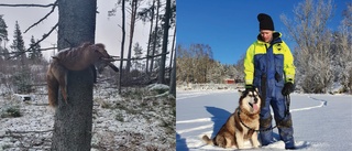  Familj hittade skjuten räv upphängd i ett träd: "Mina barn undrade såklart vad som har hänt med den"