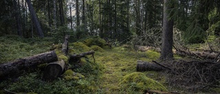 Så blev skogen till ett politiskt slagfält