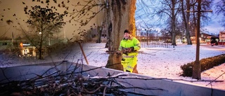 Tusentals inflyttade kajor väcker reaktioner i Nyköping: "Skitar ner något fruktansvärt"