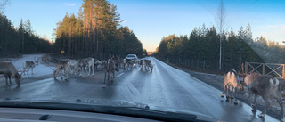 Renar på vägen på E4 – störde trafiken i timmar