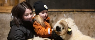 De föder upp ovanlig fårras i Hortlax – både exklusiva och (g)ulliga: "Vi fastnade för rasen direkt"