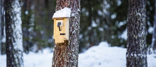 Fågelholkstävling och utställning med mannen som inspirerade till Treehotel