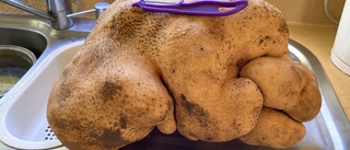 Monsterpotatis på 8 kilo – kan vara rekord