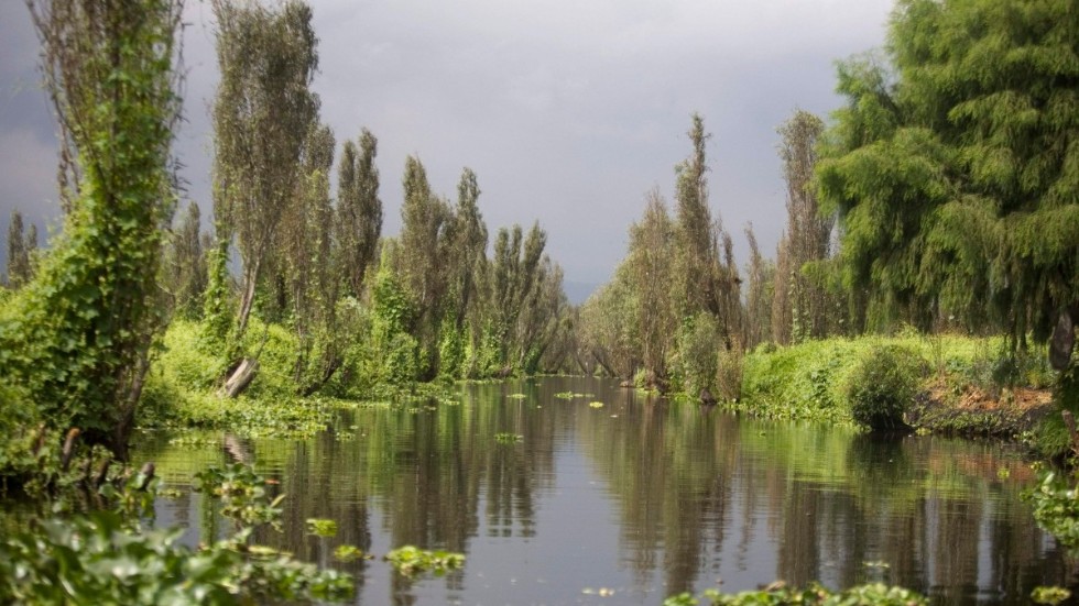 Kanalerna i Xochimilco i Mexico City är det enda stället i världen där axolotlar lever vilt. Arkivbild.