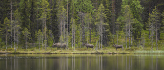 Läsarbilden: Trippelt i älgar!