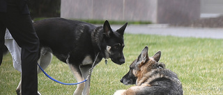 President Bidens hund Champ död