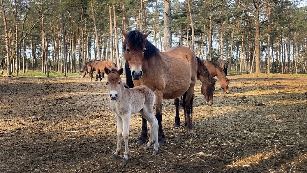 Årets första russföl på Lojsta hed tillsammans med mamman Madine.