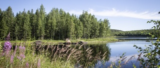 Fel av kommunen att ge fastighetsägare dispens från strandskydd 