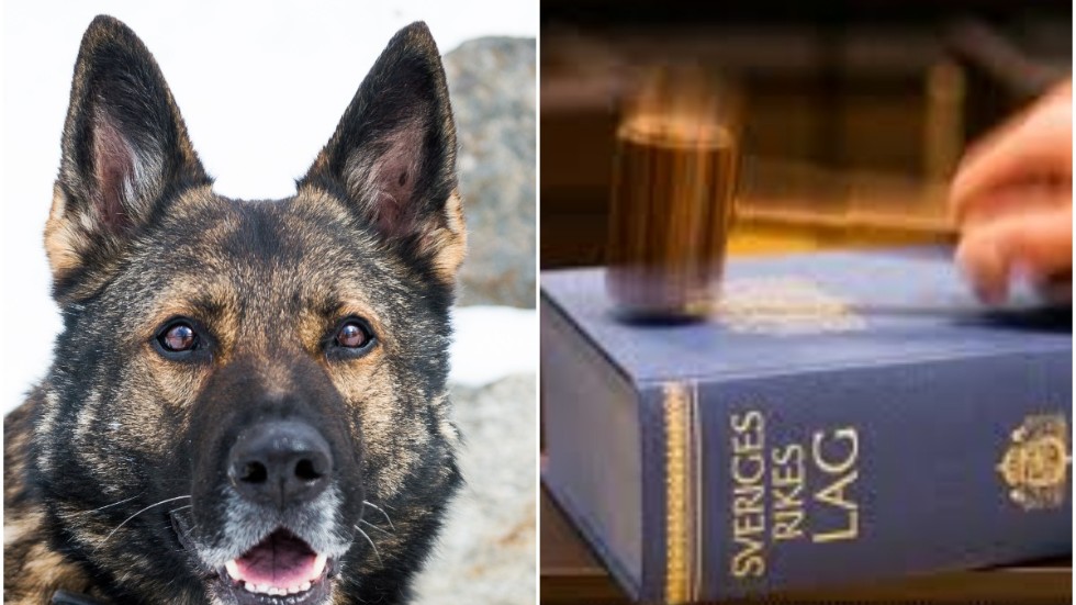 Den nu dömde mannens hundar jagade efter en kvinna och attackerade henne. Nu har han dömts till dagsböter och skadestånd. Hundbilden är tagen i ett annat sammanhang och har inte med rättsfallet att göra.