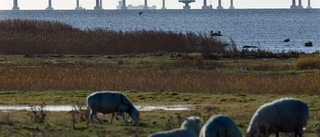 Monstruösa vindkraftverk skadliga för Gotland