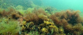 Här är första naturreservatet under vatten