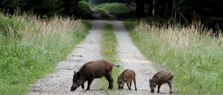 Vildsvin med kultingar i bilolycka