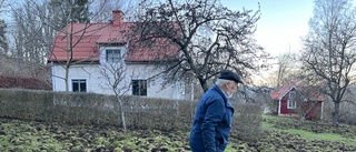 Stängslet stoppade inte svinen: Arne fick 2000 kvm trädgård uppbökad