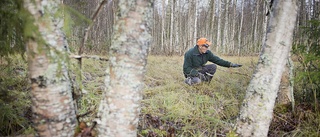 Myrens hemlighet: Jan-Erik upptäckte en hel skog begravd under ytan