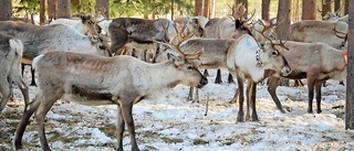 Två hundar jagade renar i renhägn