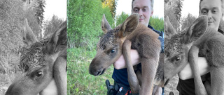 Sötchock när polisen hjälpte älgkalven hem till skogen