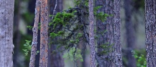 Så många björnar får skjutas