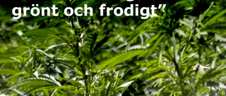 Cannabisodling hittad i skogen