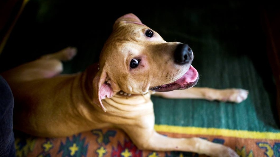 Två personer har anmält samma hundägare för bristande djurtillsyn. Hunden på bilden har inte med händelsen att göra.