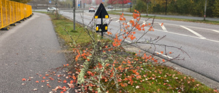 Därför sågas träd ner längs gatorna i Strängnäs