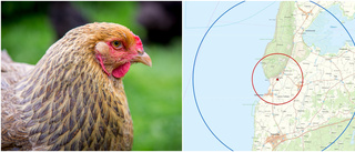 Fruktad fågelsjuka på gård i Ödeshög – 18 000 höns avlivade