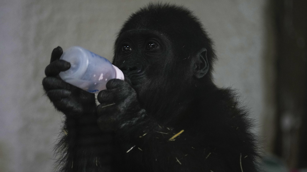 Gorillaungen, som fått namnet Zeytin, återhämtar sig på Polonezkoy Zoo i Istanbul.