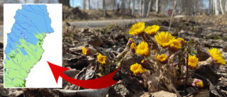 Meteorological spring has sprung in Byske