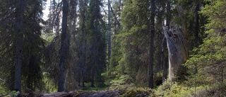 Nyfunnen skog skyddas som naturskog