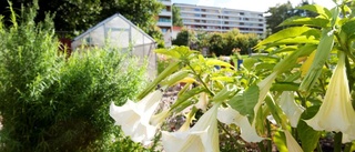 Så ska Ättetorp återigen blomstra