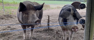 Utan dyrare mat går svenska bönder under