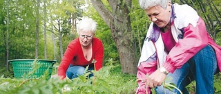 Ideellt arbete vid Lillån