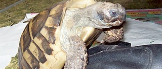 Isedor, 67, försvann spårlöst