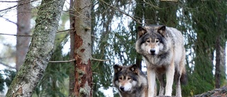 LIVE: Vargrättegången fortsätter