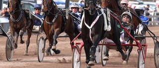 Högstanivån hög i björkarnas stad