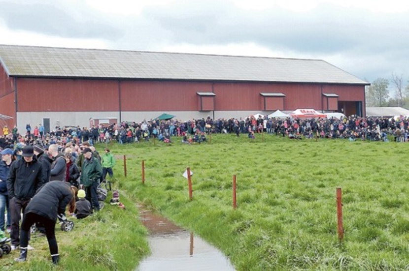 I väntan på kosläpp. Omkring 3 000 personer kom till Öjeby Gård för att bevittna när korna fick komma ut efter månader i ladugården. Foto: Leif Larsson Några kor tog tillfället i akt att stångas och jobba med hierarkin.