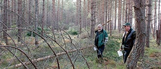 Skog skadad av snö