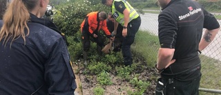 Polis har fångat in en förrymd gris