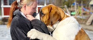 Karin anmäldes – trots att hunden Bobbo fick vård av annan veterinär