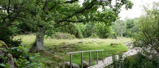 Ekarnas näste i Tinnerö naturreservat lockar