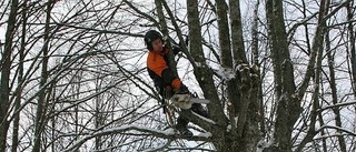 Arborister intar Österbybruk