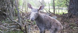 Ovanligt färginslag i älgparken