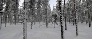 Avverkningen på Storön börjar i dag