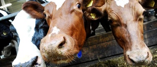 Svenska bönder får mer betalt för kött