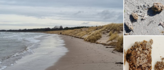 Tofta strand ska saneras – mystiska klumparna kan inte ligga kvar • ”Hör inte hemma i vår miljö”