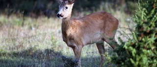 Rådjursfrågan: Hur lockar man nya jägare?