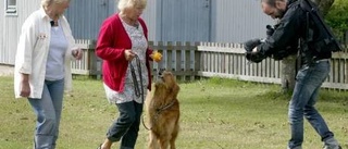 Barbro kan enkelt lära gamla hundar att sitta TV-programmet Hundskolan spelas in på Gotland